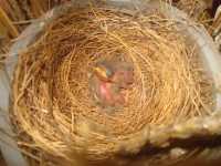 /album/galeria-de-fotos-fotos/filhotes-de-trinca-ferro-2012-jpg/